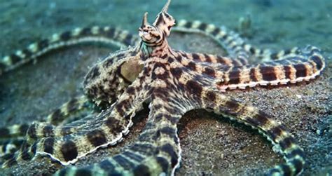 Mimic Octopus – The Astounding Impersonator Of .